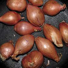 Load image into Gallery viewer, Ty Segall - Fried Shallots

